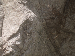 Sceloporus occidentalis longipes