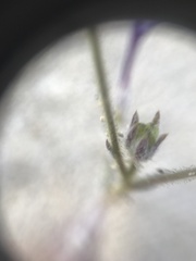 Gilia tenuiflora