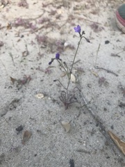 Gilia tenuiflora