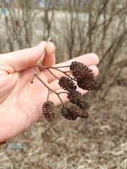 Alnus glutinosa barbata