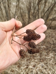 Alnus glutinosa barbata