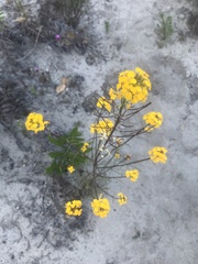 Erysimum teretifolium