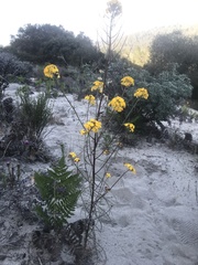 Erysimum teretifolium