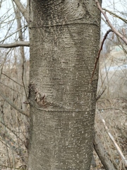 Alnus glutinosa barbata
