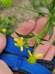 Ranunculus silerifolius