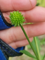 Ranunculus silerifolius