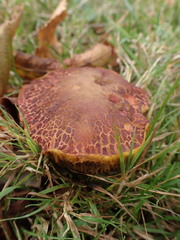 Xerocomellus ripariellus