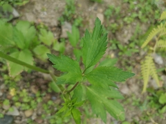 Ranunculus silerifolius