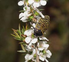 Stigmodera macularia