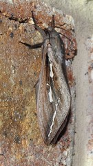 Abantiades labyrinthicus