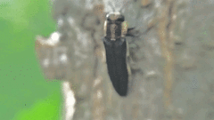 Agrilus audax