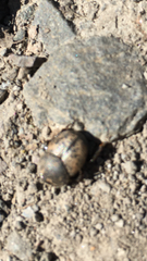 Onthophagus nuchicornis