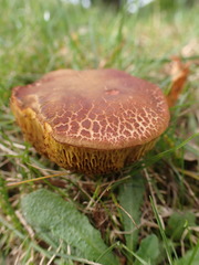 Xerocomellus ripariellus