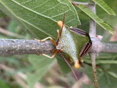 Peromatus