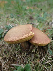 Xerocomellus ripariellus