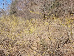 Forsythia koreana
