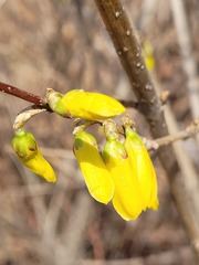 Forsythia koreana
