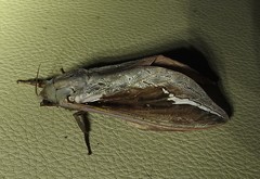 Abantiades labyrinthicus