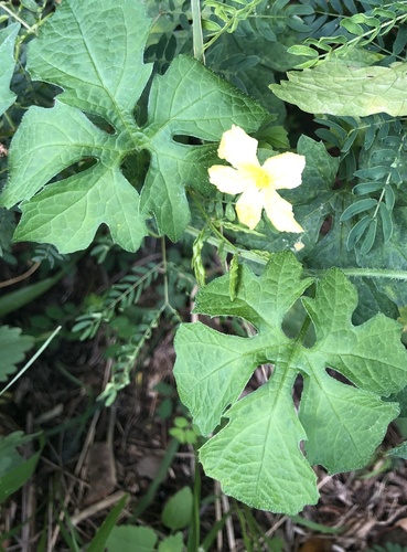 Momordica charantia observed 2021-04-14