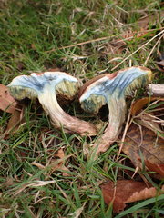 Xerocomellus ripariellus