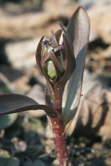 Fritillaria stenanthera
