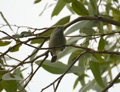 Acanthiza pusilla