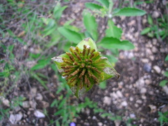 Tetragonotheca texana