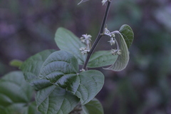 Byttneria grandifolia