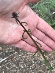 Caulanthus heterophyllus