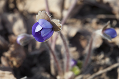 Hepatica transsilvanica