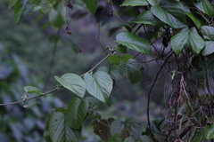 Byttneria grandifolia