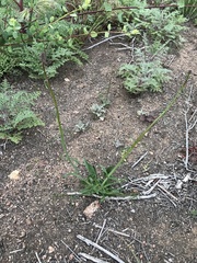 Caulanthus heterophyllus