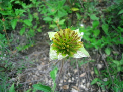 Tetragonotheca texana