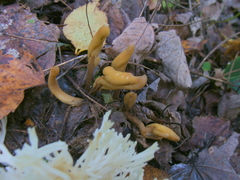 Microglossum olivaceum