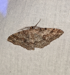 Melanolophia imitata