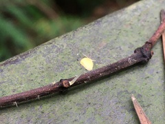 Mycena brunneisetosa