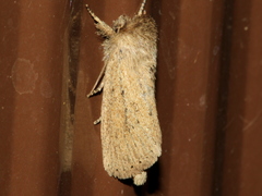 Bathytricha truncata