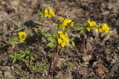 Gymnospermium altaicum