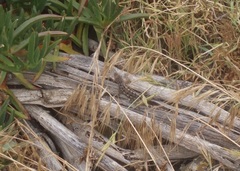 Sceloporus occidentalis longipes