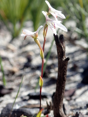 Disa obliqua