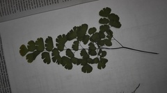 Adiantum braunii