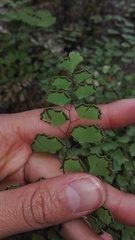 Adiantum braunii