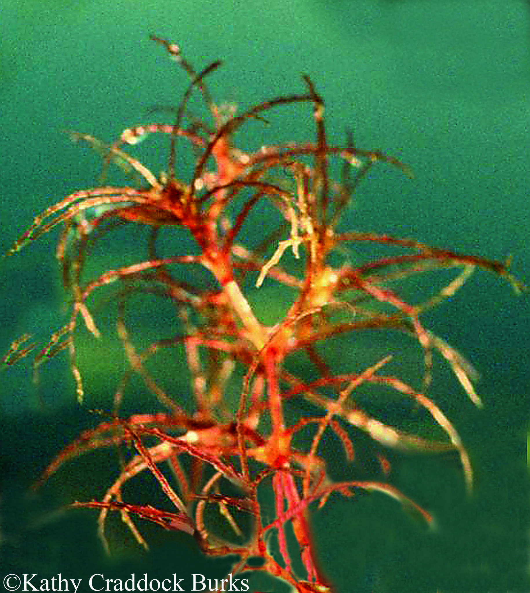 Najas filifolia