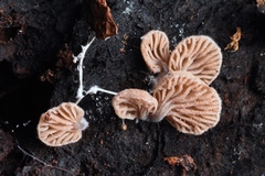 Entoloma byssisedum