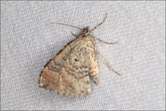 Epyaxa subidaria