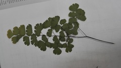 Adiantum braunii
