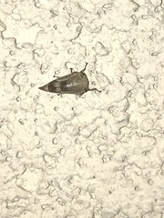 Smiliini