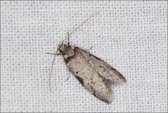 Philobota orescoa