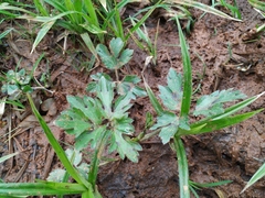 Ranunculus repens