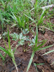 Ranunculus repens